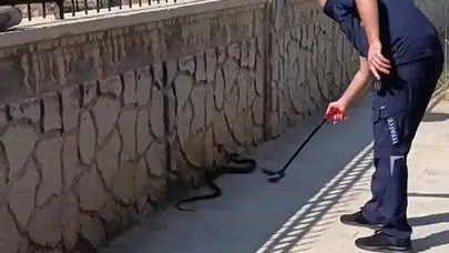 Hastane bahçesinde korku dolu dakikalar: 2 metrelik davetsiz misafir paniğe yol açtı
